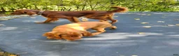 Irish Setter dogs for sale: Irish Setter Purple Collar - Ad 3
