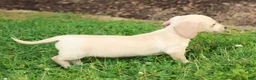 Miniature Dachshund dogs for sale: Jemmie - Ad 8