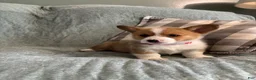 Welsh Corgi Pembroke dogs for sale: Welsh Corgi Pembroke 4 - Ad 5
