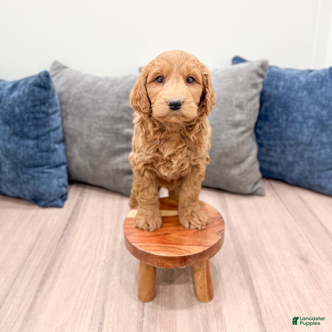 Goldendoodle dogs for sale: Benson - Ad 9