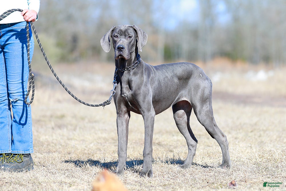 Great Dane dogs Dora - Blue Euro Great Dane Girl - Ad 8