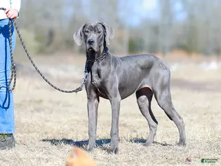 Great Dane dogs Dora - Blue Euro Great Dane Girl - Ad 8