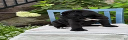 Cane Corso dogs for sale: Dottie - Ad 6