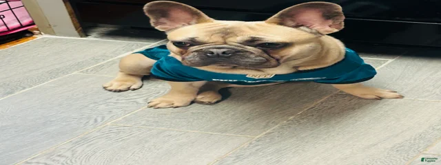 Nino