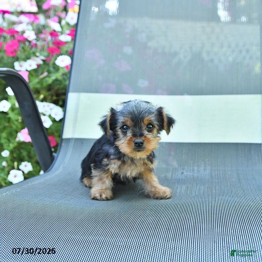 Yorkshire Terrier dogs Jill - Ad 1