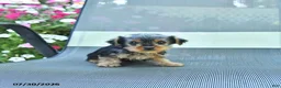 Yorkshire Terrier dogs for sale: Jill - Ad 1