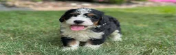 Mini Bernedoodle dogs for sale: Bennie - Ad 5