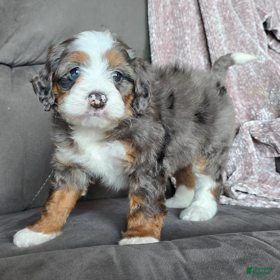 Mini Bernedoodle dogs for sale: Mini Izzy - Ad 10