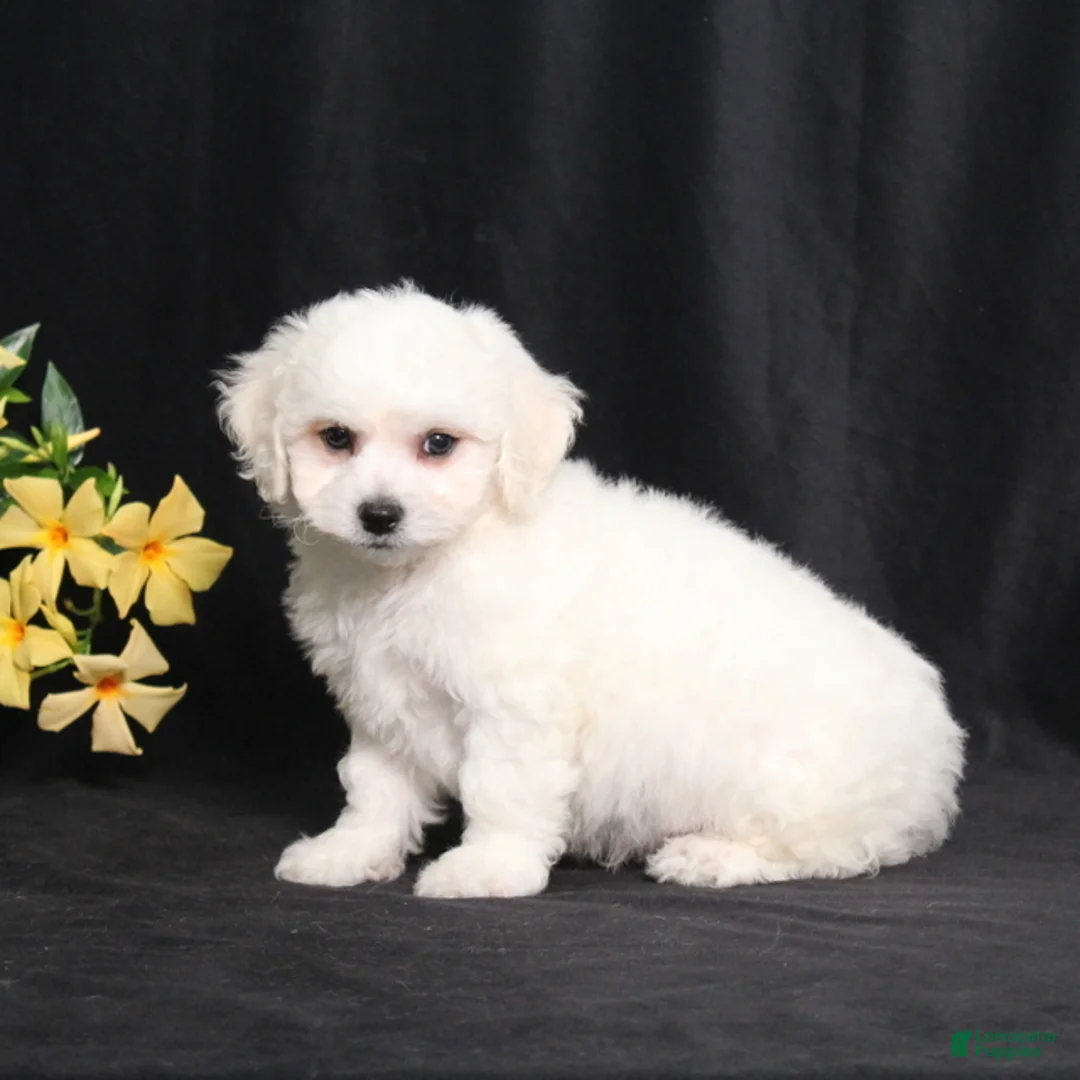 Bichon Frise dogs for sale: Luke - Ad 5