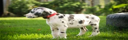 Great Dane dogs for sale: Blake Great Dane  - Ad 16