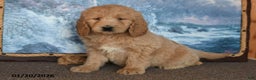 Goldendoodle dogs for sale: Peaches - Ad 3