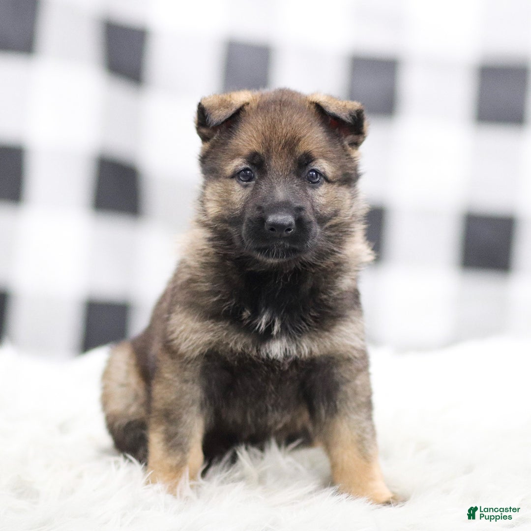 German Shepherd dogs for sale: Fern - Ad 1
