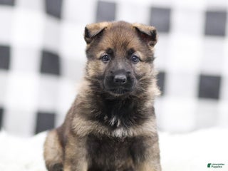 German Shepherd dogs Fern - Ad 5