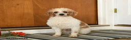 Miniature Poodle dogs for sale: Firecracker - Ad 1