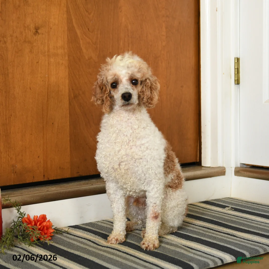 Miniature Poodle dogs for sale: Firecracker - Ad 1