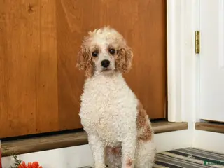 Miniature Poodle dogs Firecracker - Ad 19