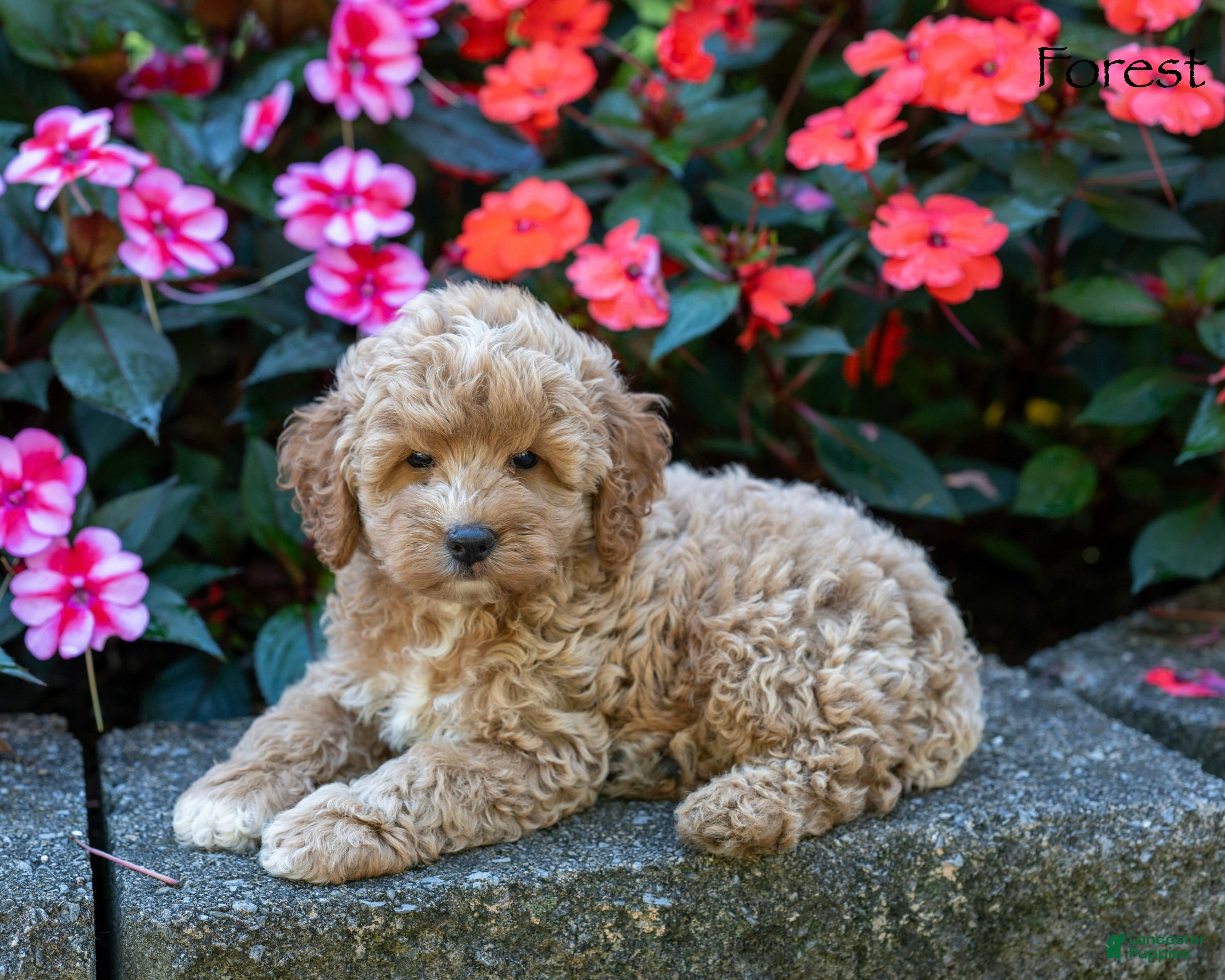 Cockapoo dogs Forest  - Ad 1