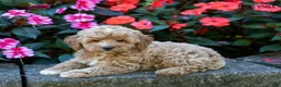 Cockapoo dogs for sale: Forest  - Ad 1