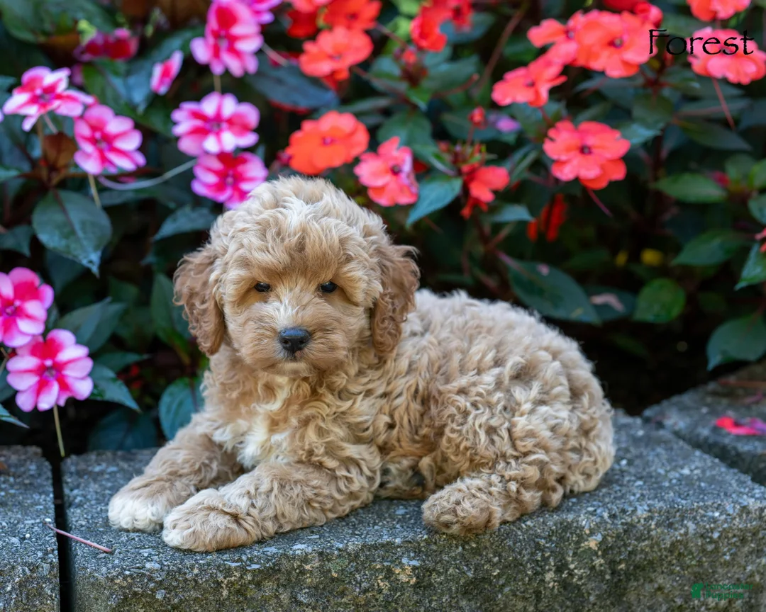 Cockapoo dogs for sale: Forest  - Ad 1