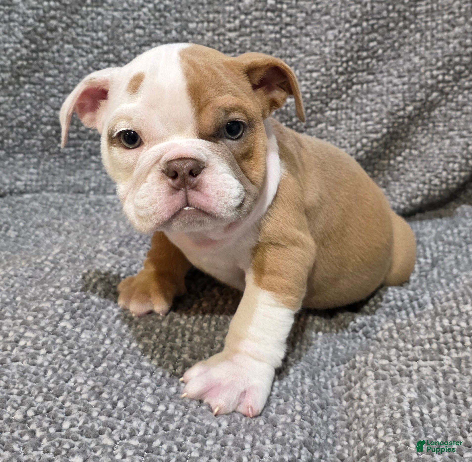 English Bulldog dogs Lavelli - Ad 1