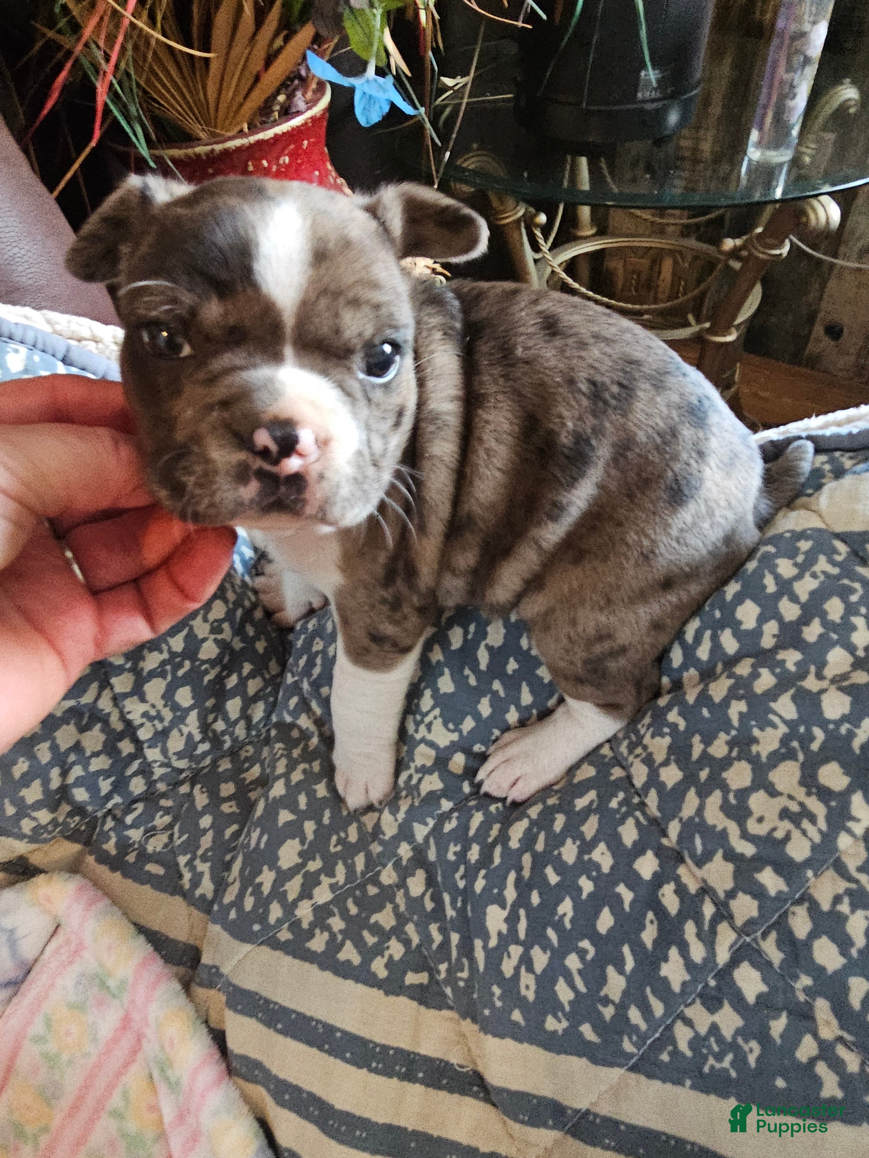 Mixed Breed dogs Lacey..French bulldog Chihuahua mix  - Ad 11