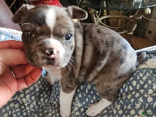 Mixed Breed dogs Lacey..French bulldog Chihuahua mix - Ad 11
