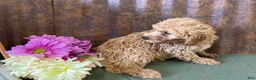 Mini Goldendoodle dogs for sale: Gretchen - Ad 11