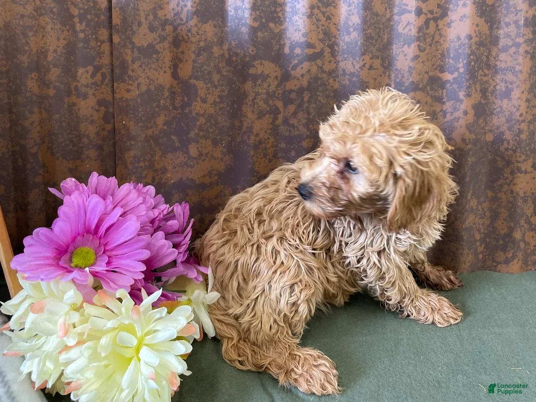 Mini Goldendoodle dogs for sale: Gretchen - Ad 11