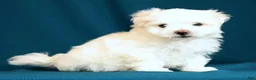 Maltese dogs for sale: Alex - Ad 5