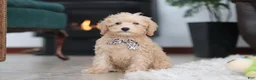 Schnoodle dogs for sale: Ollie - Ad 7