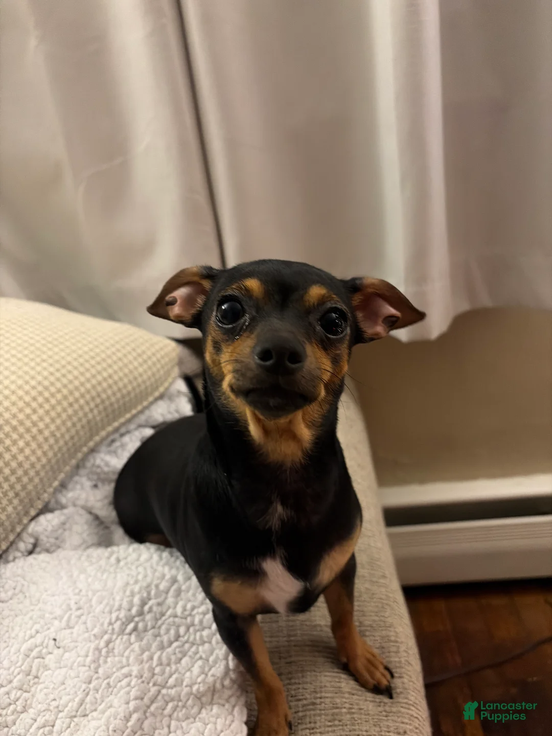 Chihuahua dogs for sale: Chihuahua Puppy 4 - Ad 9