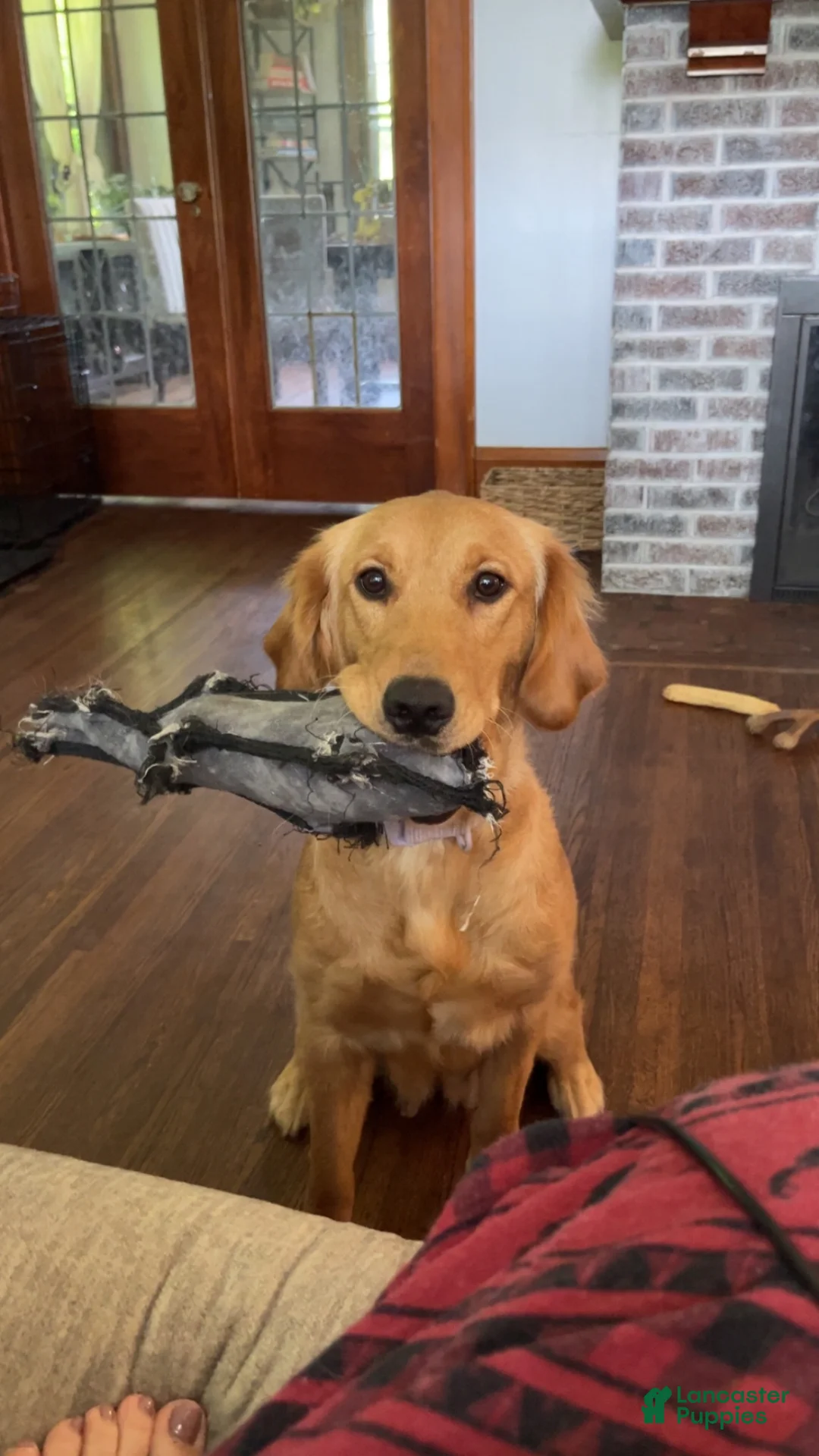 Mixed Breed dogs for sale: Maggie Mae  - Ad 4