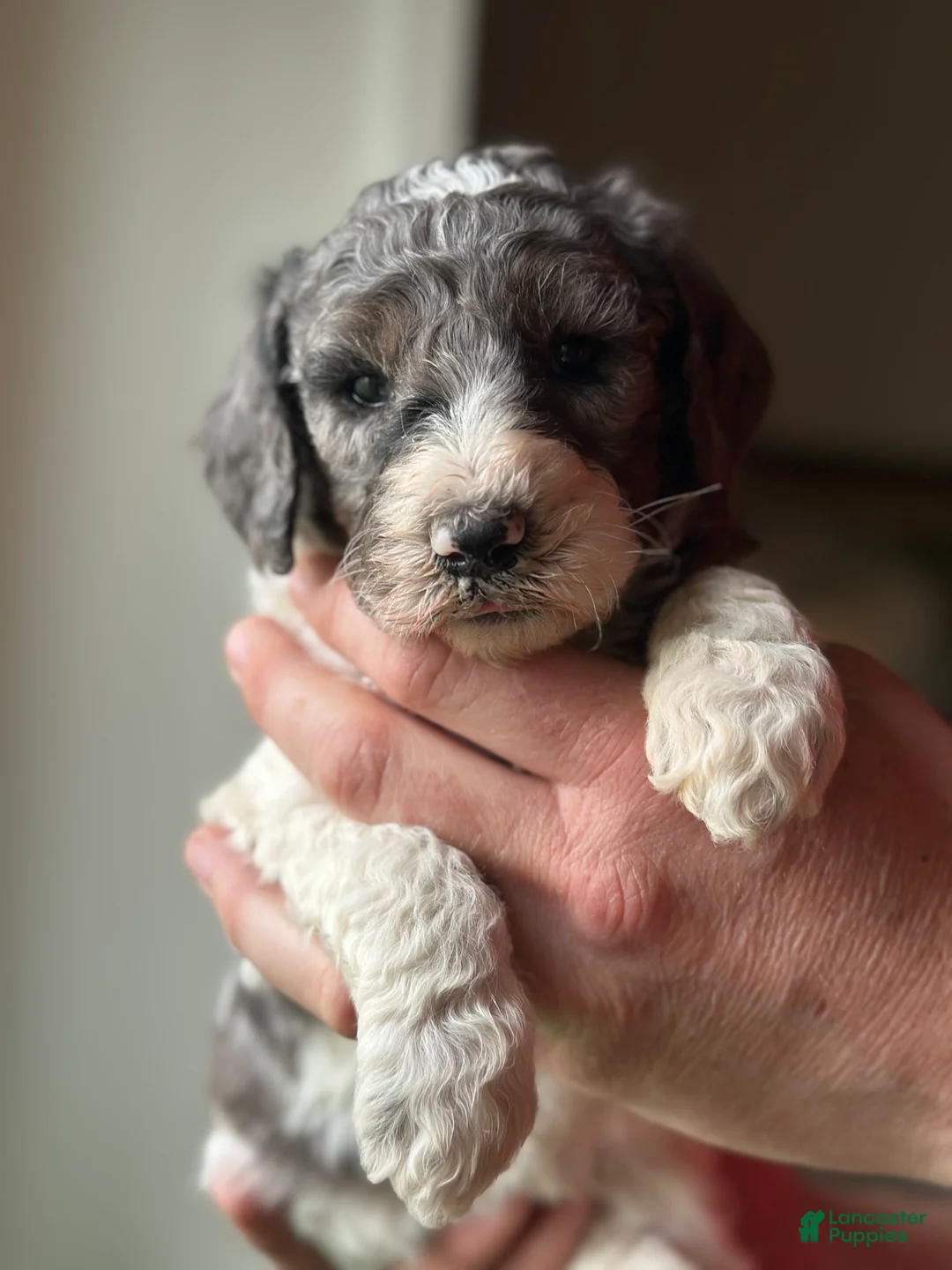 Standard Poodle dogs for sale: Standard Poodle Puppy 6 - Ad 1