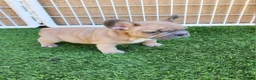 French Bulldog dogs for sale: Prince - Ad 12