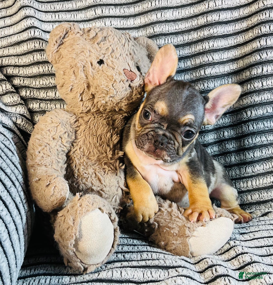 French Bulldog dogs for sale: Max  - Ad 7