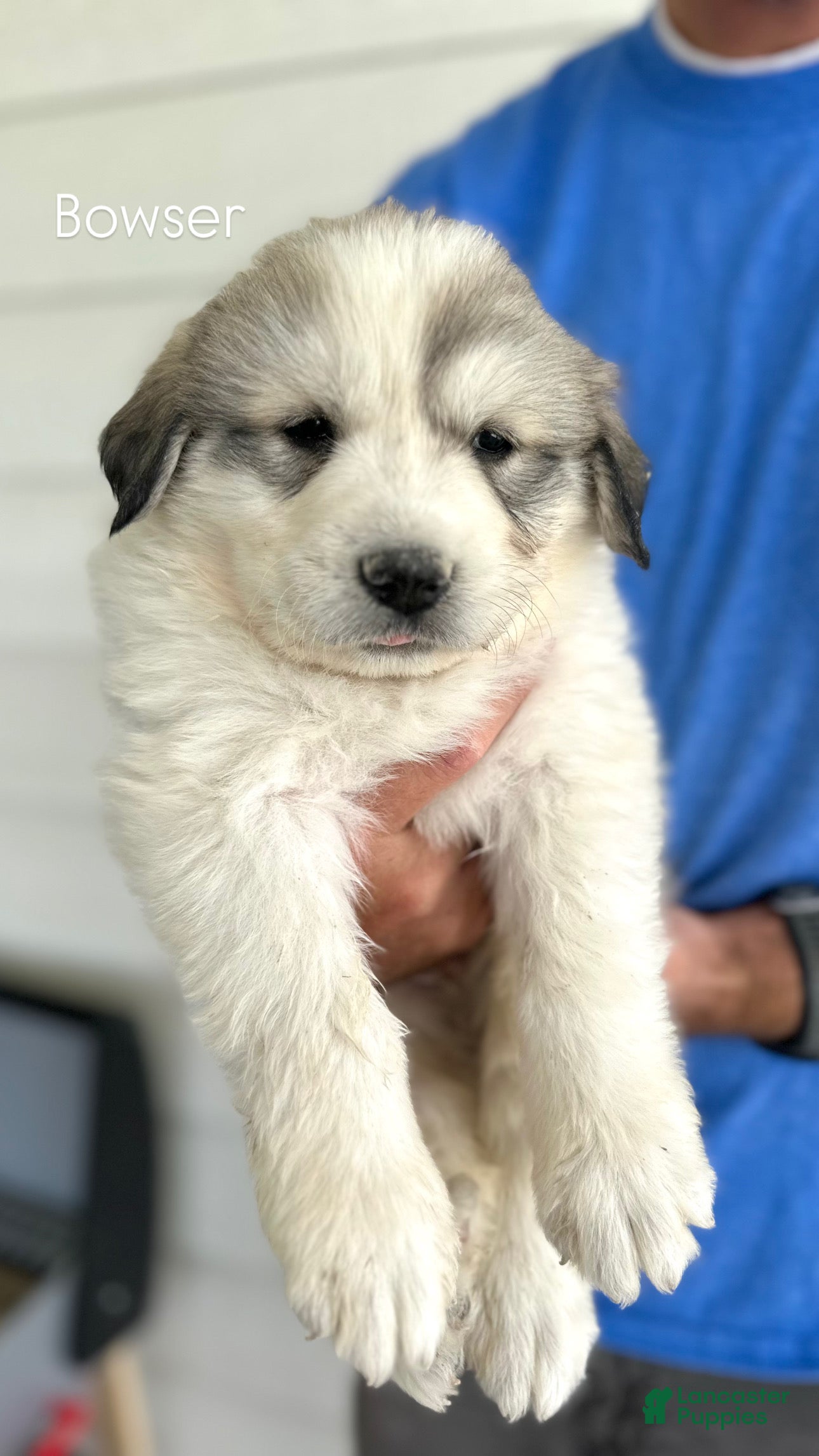 Great Pyrenees dogs Bowser - Ad 1