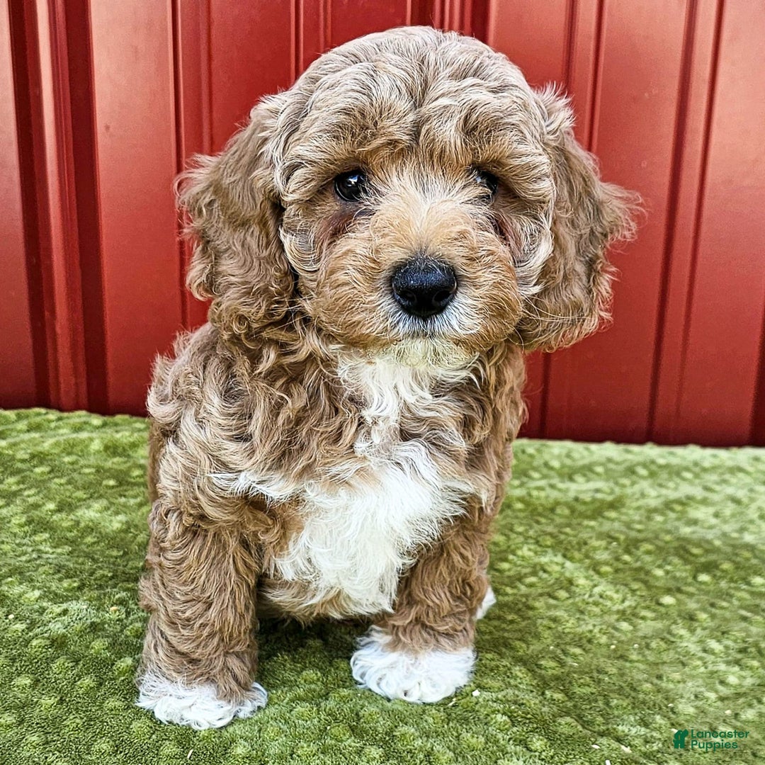 Miniature Poodle dogs for sale: Benny - Ad 1