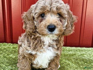 Miniature Poodle dogs Benny - Ad 21