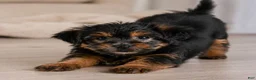 Yorkshire Terrier dogs for sale: Benny - Ad 3