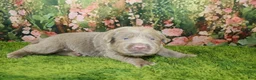 Labrador Retriever dogs for sale: Misty - Ad 4
