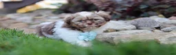 Shih Tzu dogs for sale: River - Ad 1