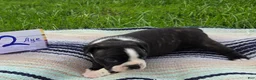Boston Terrier dogs for sale: Aye Boston Terrier 2 - Ad 2