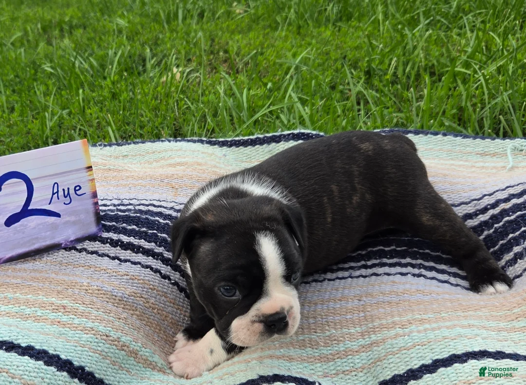 Boston Terrier dogs for sale: Aye Boston Terrier 2 - Ad 2