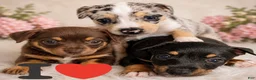 Chihuahua dogs for sale: Bria - Ad 2