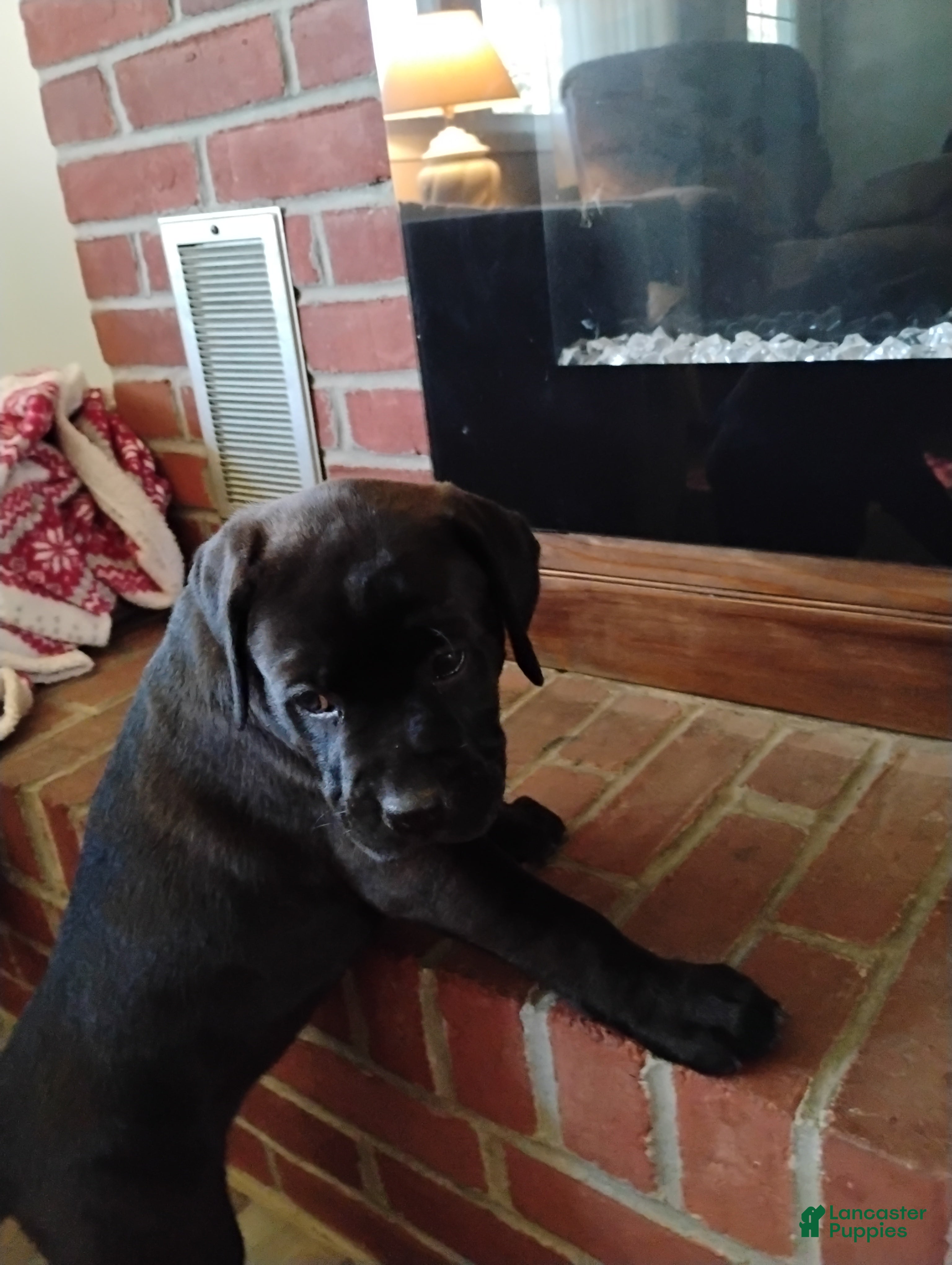 Boxador dogs Anne - Ad 2