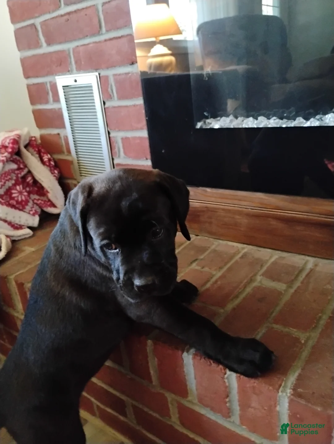 Boxador dogs for sale: Anne - Ad 2