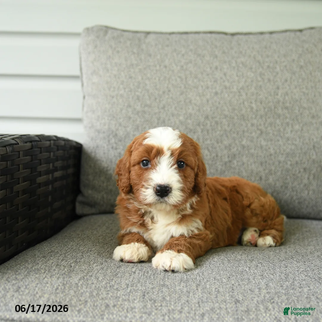 Bernedoodle dogs for sale: Socks - Ad 5