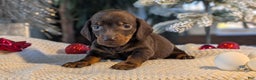 Miniature Dachshund dogs for sale: Izzy - Ad 6
