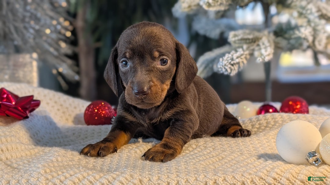 Miniature Dachshund dogs for sale: Izzy - Ad 6