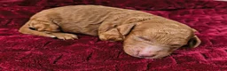 Mini Goldendoodle dogs for sale: Piglet - Ad 3